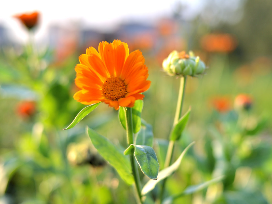 Calendula officinalis - John Smith 