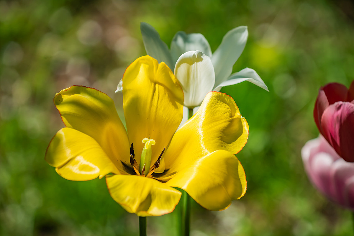 *** - Игорь Герман