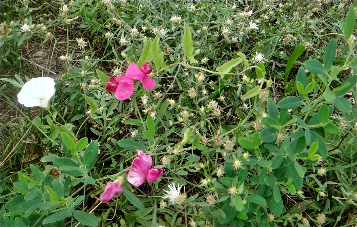 В мире полевых цветов - Нина Корешкова В мире полевых цветов - Нина Корешкова