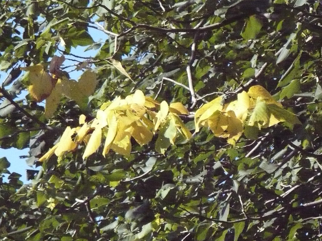 Первые улыбки Осени-2018-го - Валерий Кокорев Первые улыбки Осени-2018-го - Валерий Кокорев