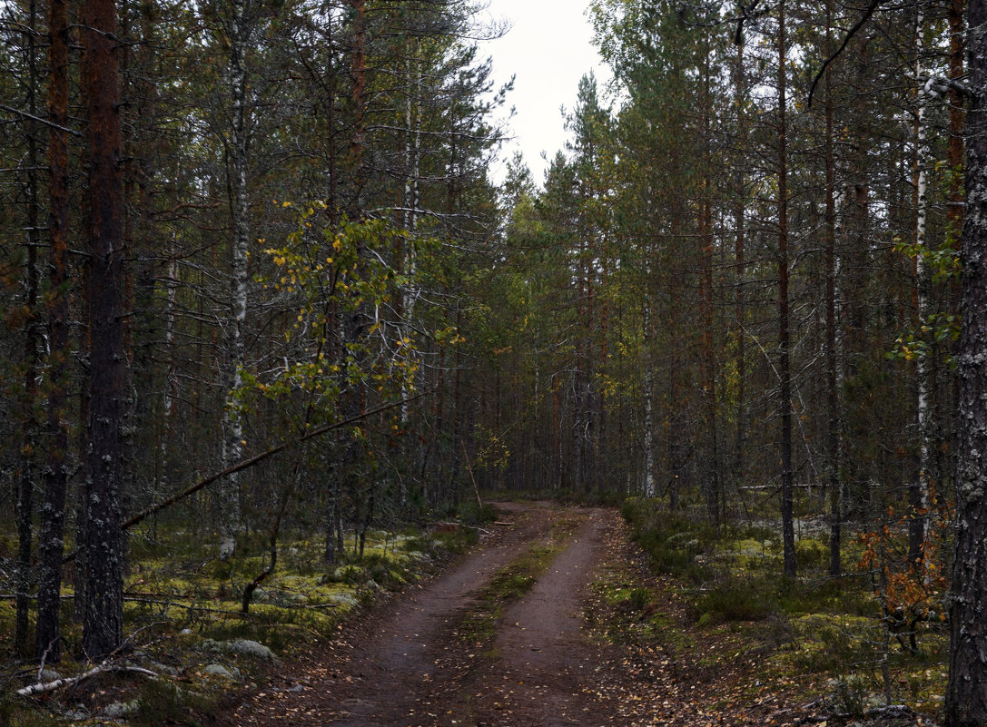 в лесу.... - Ольга Cоломатина