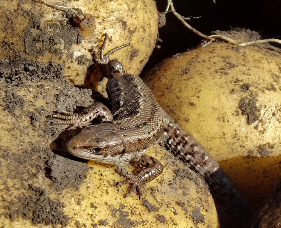 Ящерица на картошке - Светлана Рябова-Шатунова Ящерица на картошке - Светлана Рябова-Шатунова