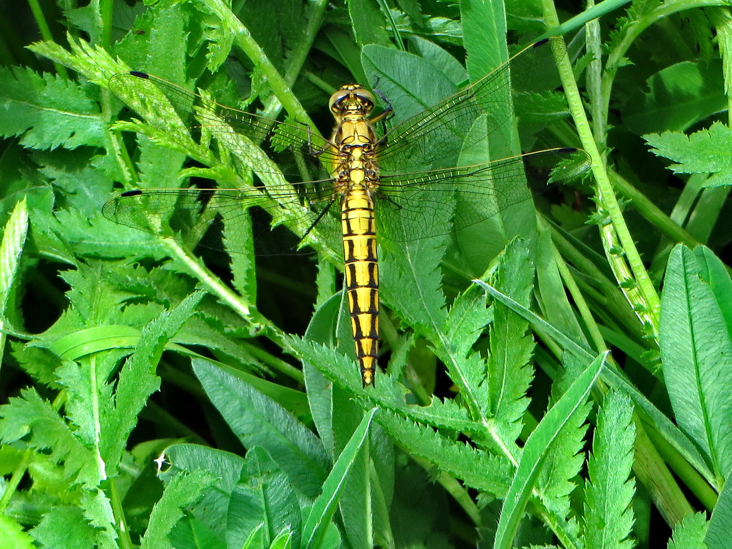 Orthetrum albistylum - Ортетрум - vodonos241 