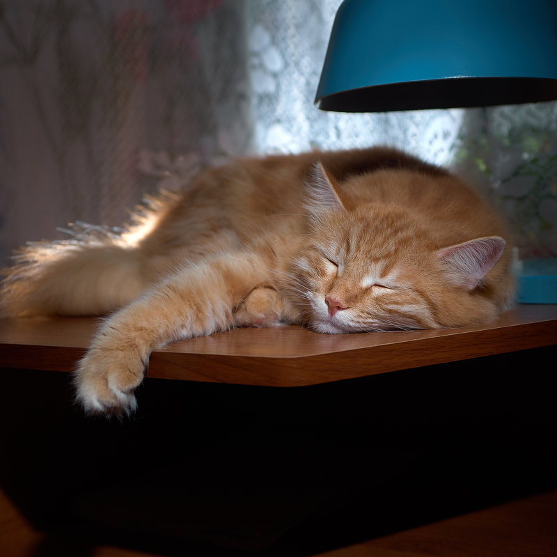 Жизнь удалась - Александр Ещенко Жизнь удалась - Александр Ещенко