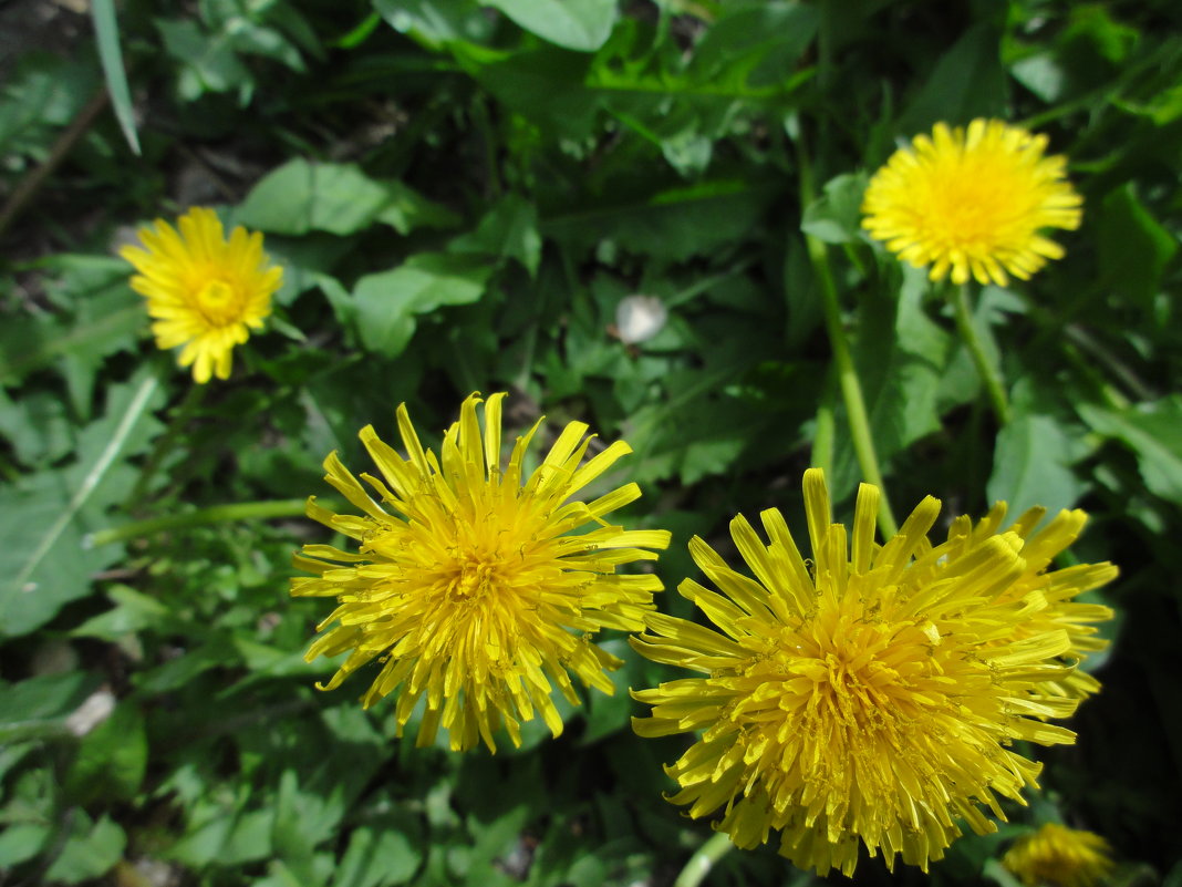 ...про лето - марина ковшова 