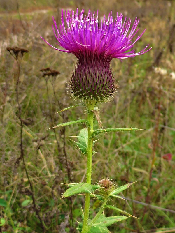 *Cirsium serrulatum (M. Bieb.) Fisch. (семейство Asteraceae)Бодяк мелкопильчатый Бодяк мелкозубчатый - vodonos241 