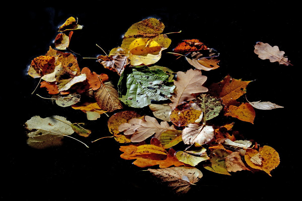 Октябрь - Михаил Бибичков