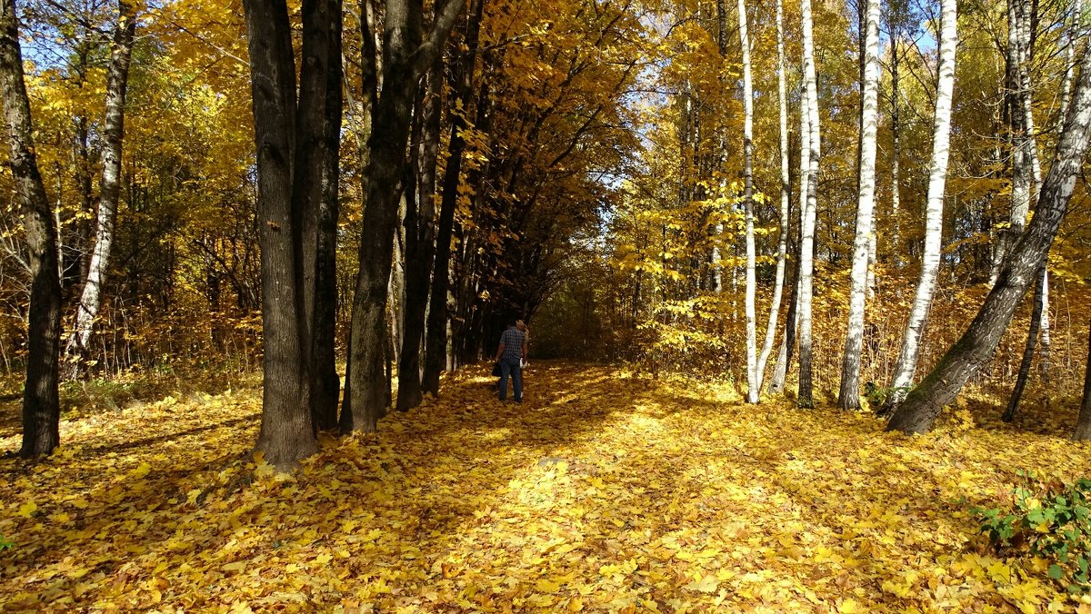 Осень в городском парке - Милешкин Владимир Алексеевич 