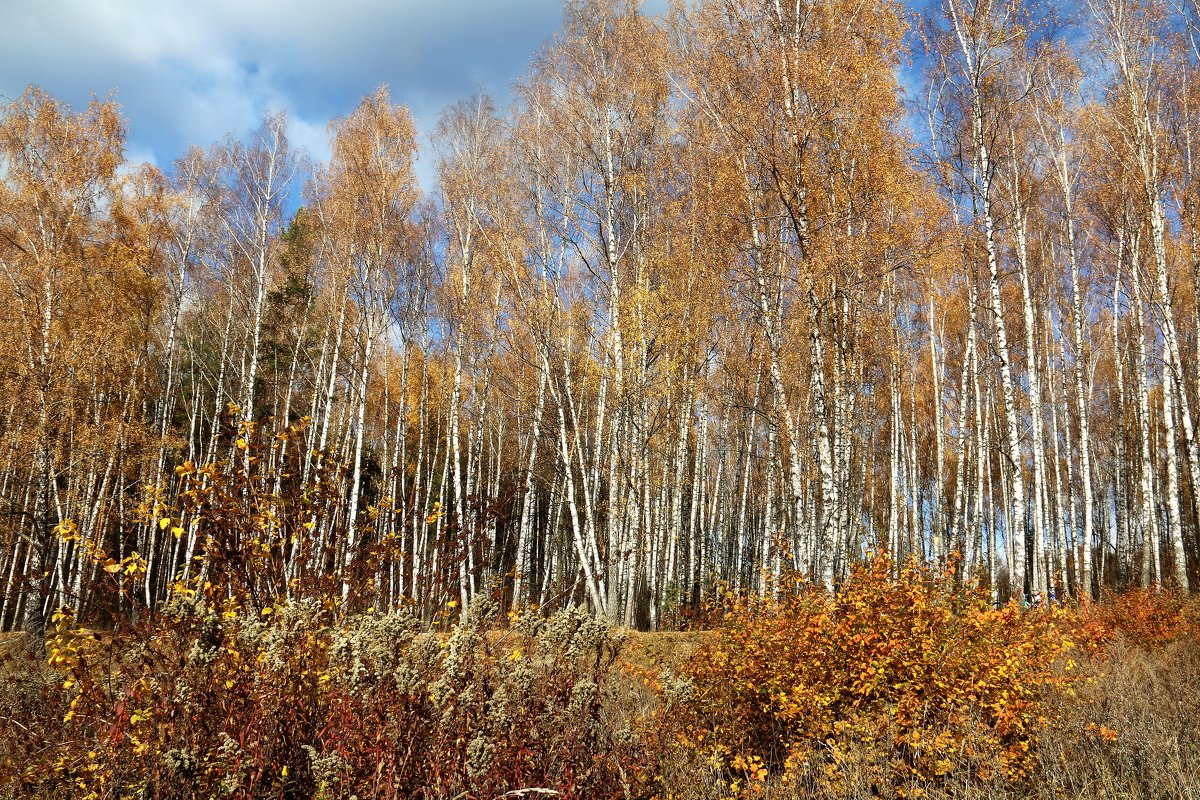 осень - Владимир Холодницкий