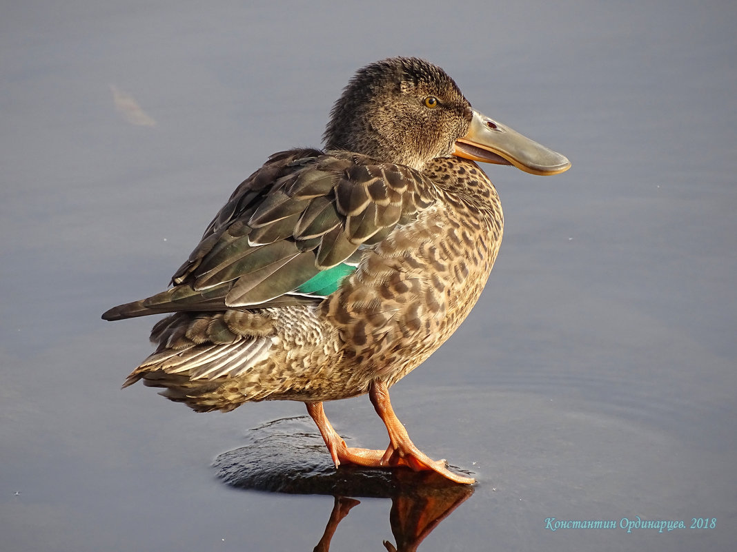 Широконоска - Константин Ординарцев Широконоска - Константин Ординарцев