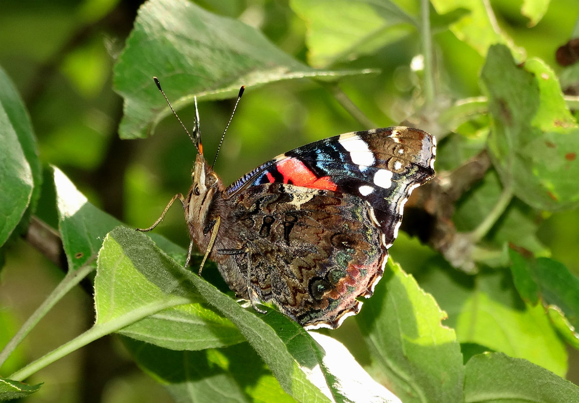 Aglais urticae ))) - Павел WoodHobby