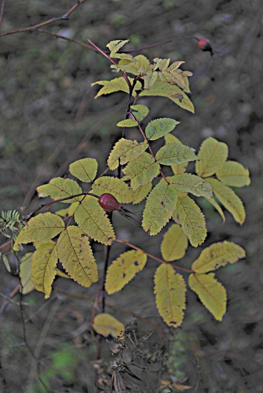 Осенний этюд 2 - Николай Масляев