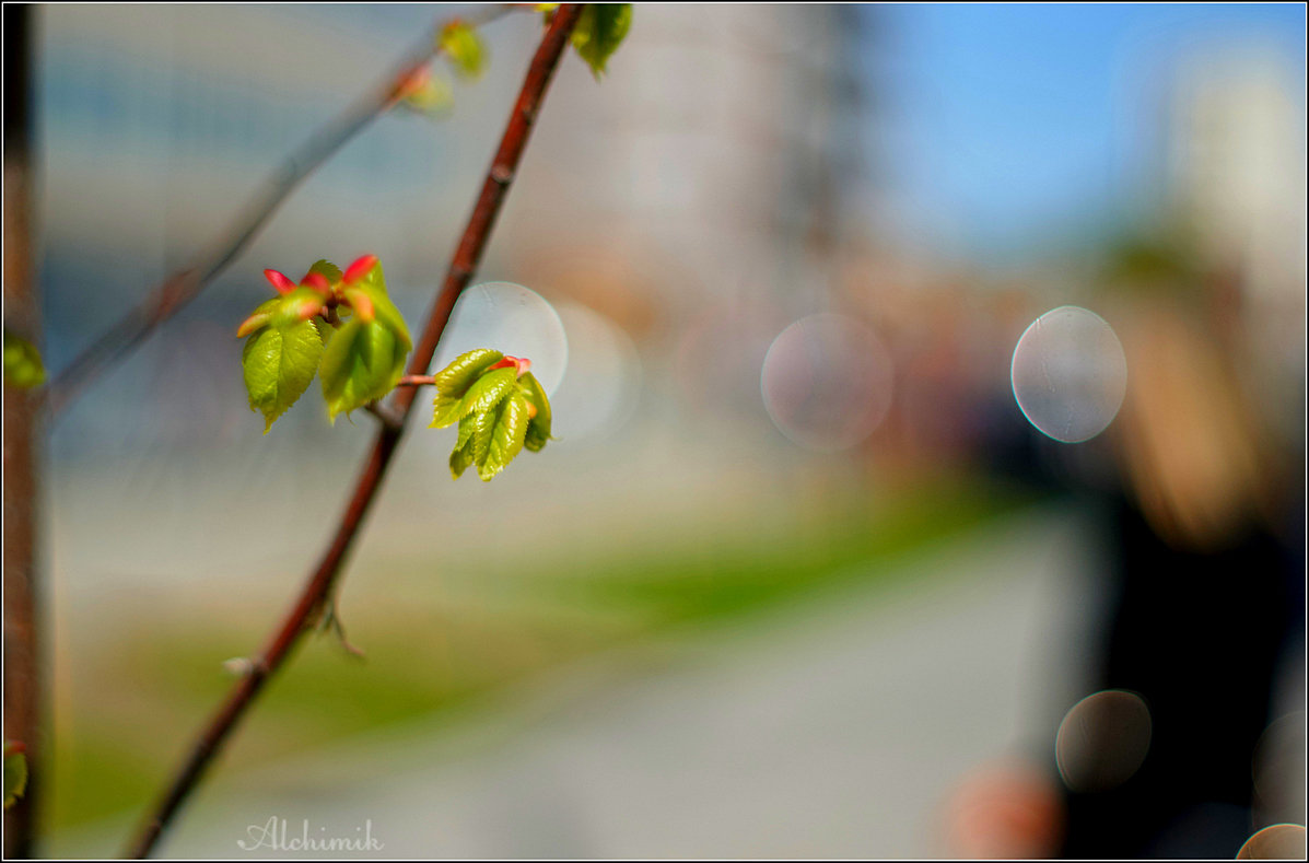 Весна - Алхимик .....