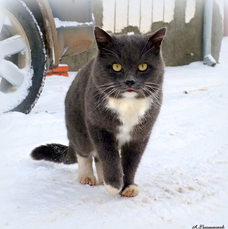 Можно забрать кота с улицы, но забрать улицу из кота невозможно..:) - Андрей Заломленков