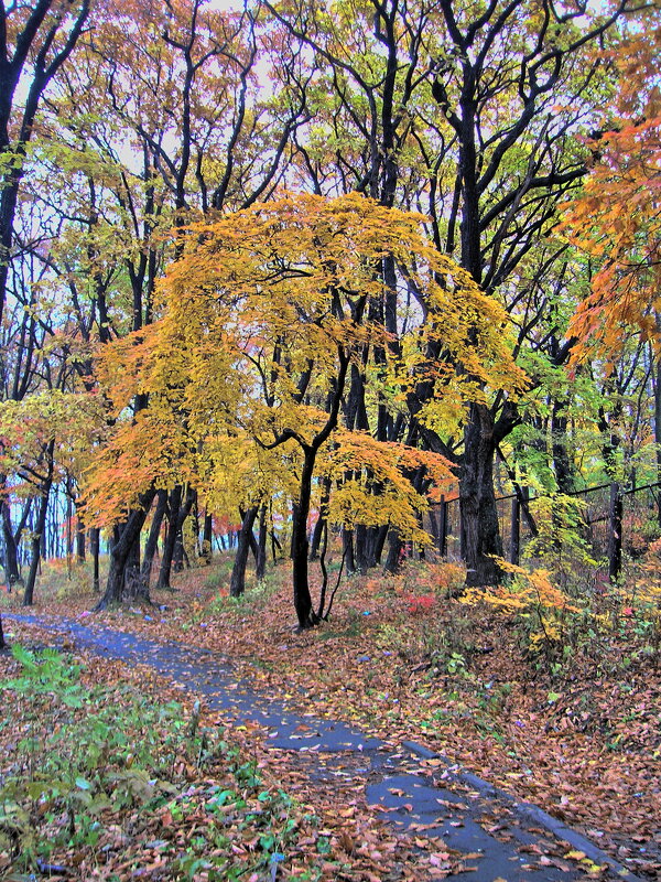 Осень в приморье - Юрий 