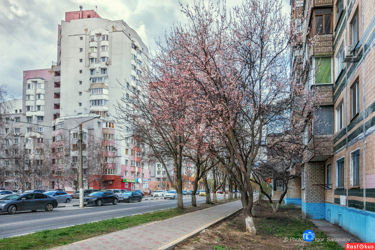 В Белгороде зацвёл абрикос - Игорь Сарапулов