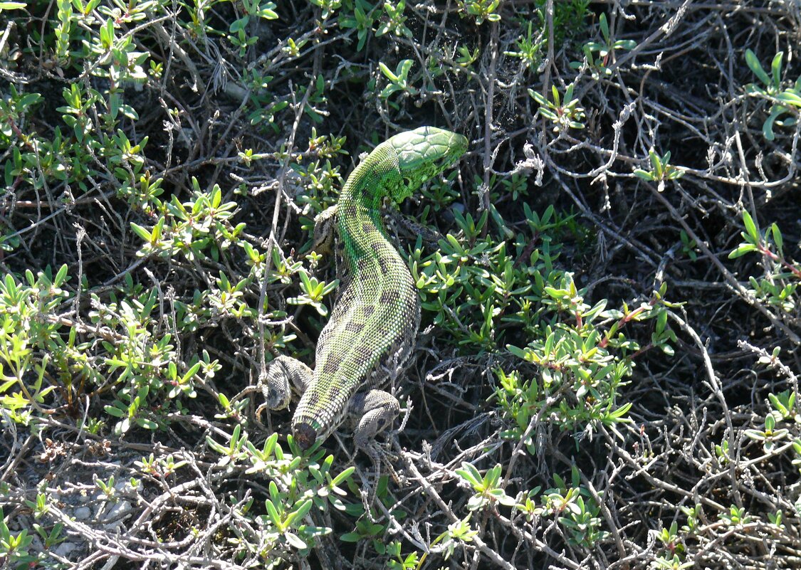 Без хвоста, зато жив - Елена Елена Без хвоста, зато жив - Елена Елена