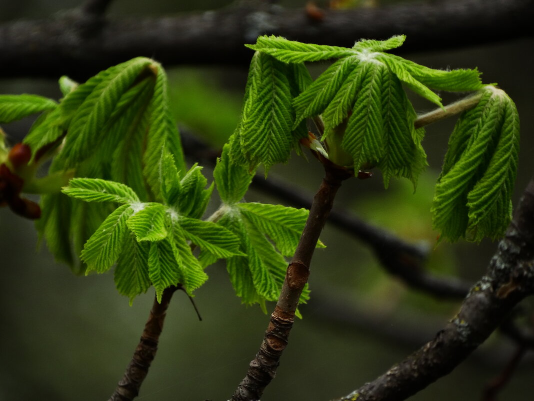 Каштан конский. - ivan 