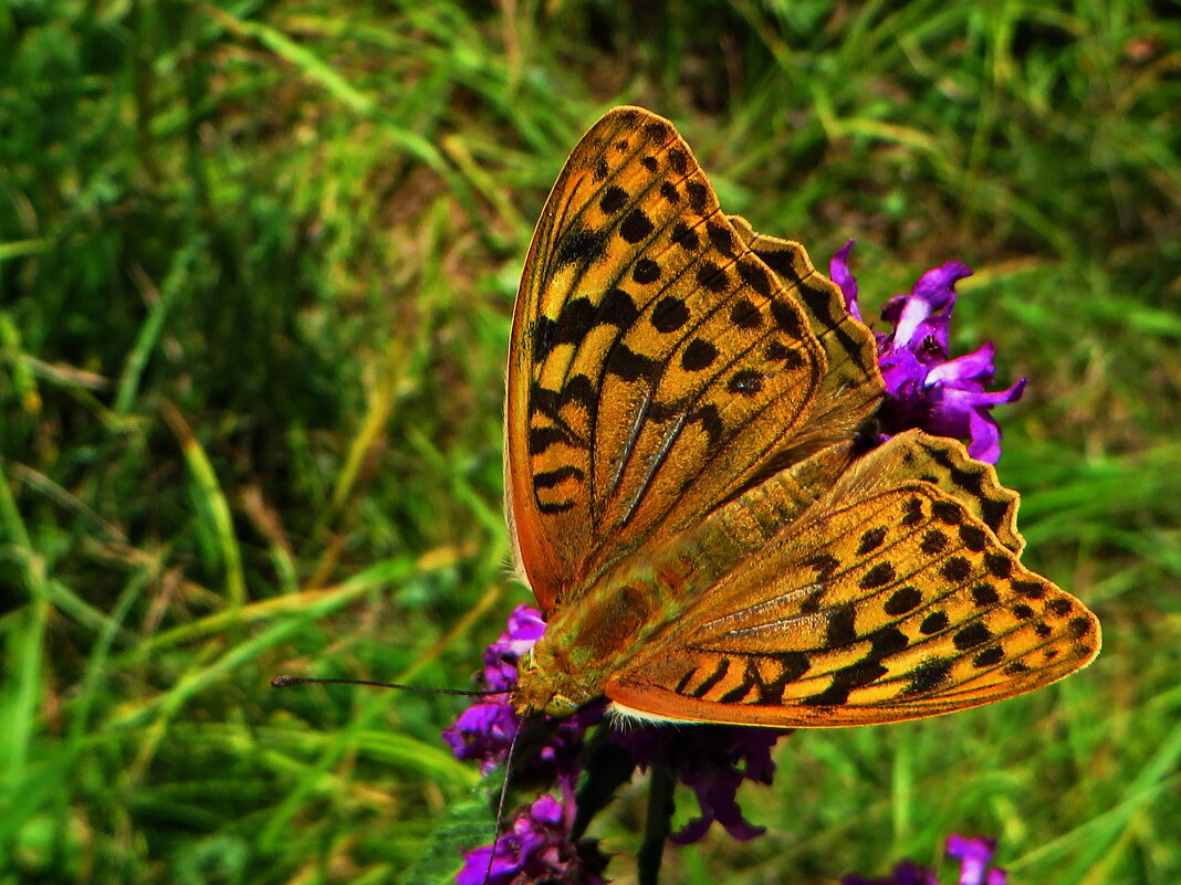 Перламутровка Пандора - ivan Перламутровка Пандора - ivan