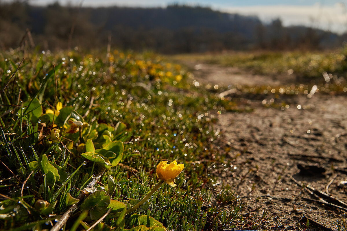 Чистяк - Вера Сафонова