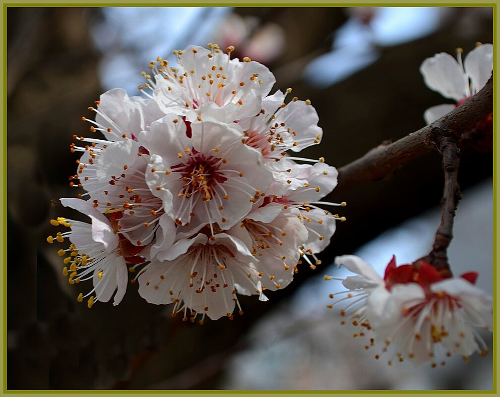 НЕЖНОСТЬ ЖИЗНИ И ВЕСНЫ - Анатолий Восточный НЕЖНОСТЬ ЖИЗНИ И ВЕСНЫ - Анатолий Восточный