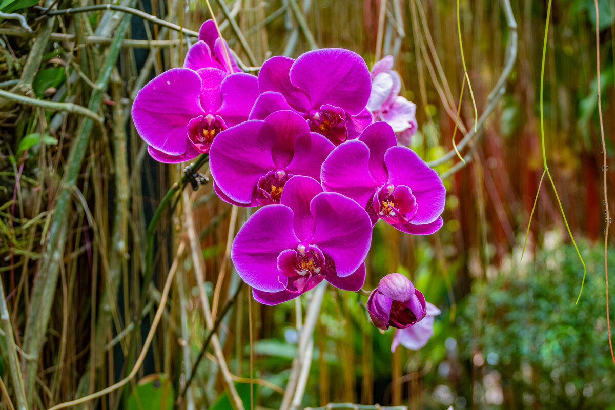 *** - Дмитрий Лупандин