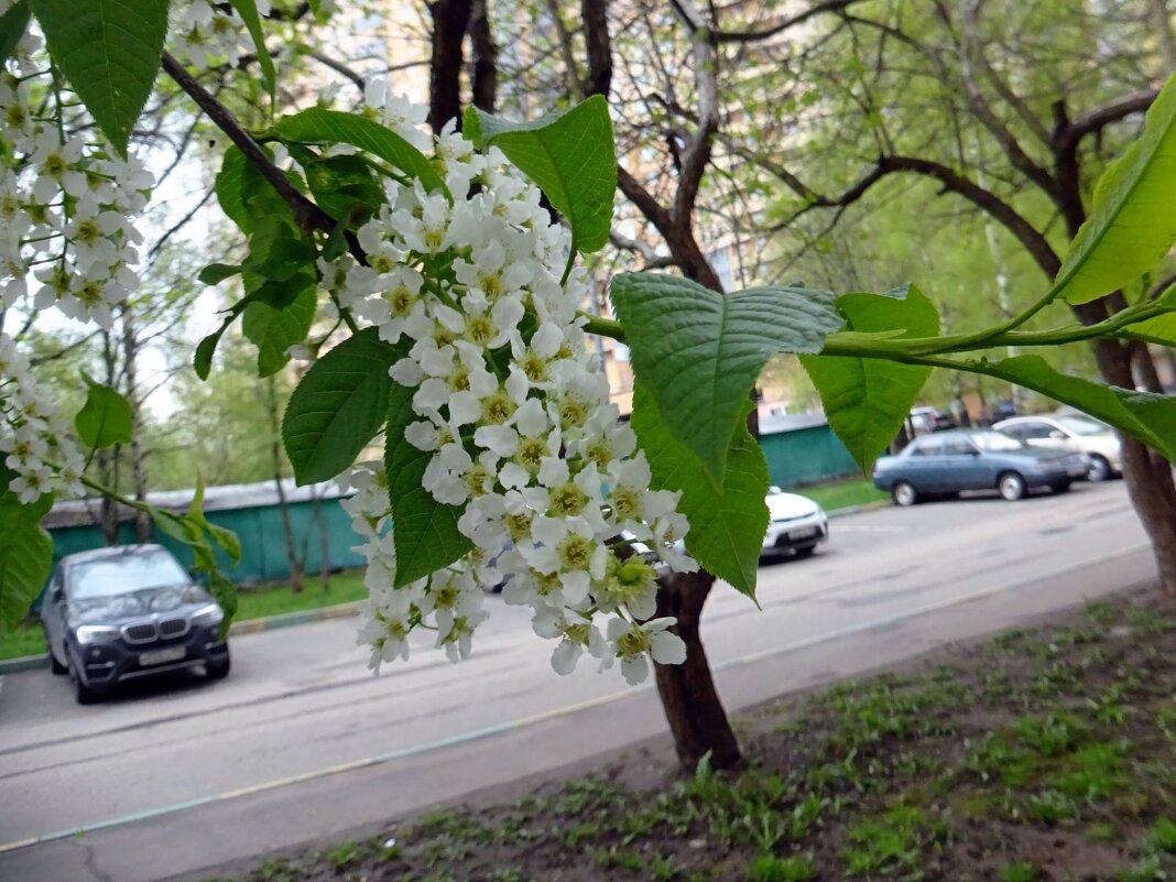 Черёмуха расцвела! - Наталья Цыганова 