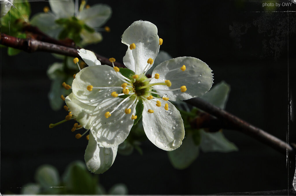 Цветущий мирный Май !(начало) - Юрий Ефимов Цветущий мирный Май !(начало) - Юрий Ефимов