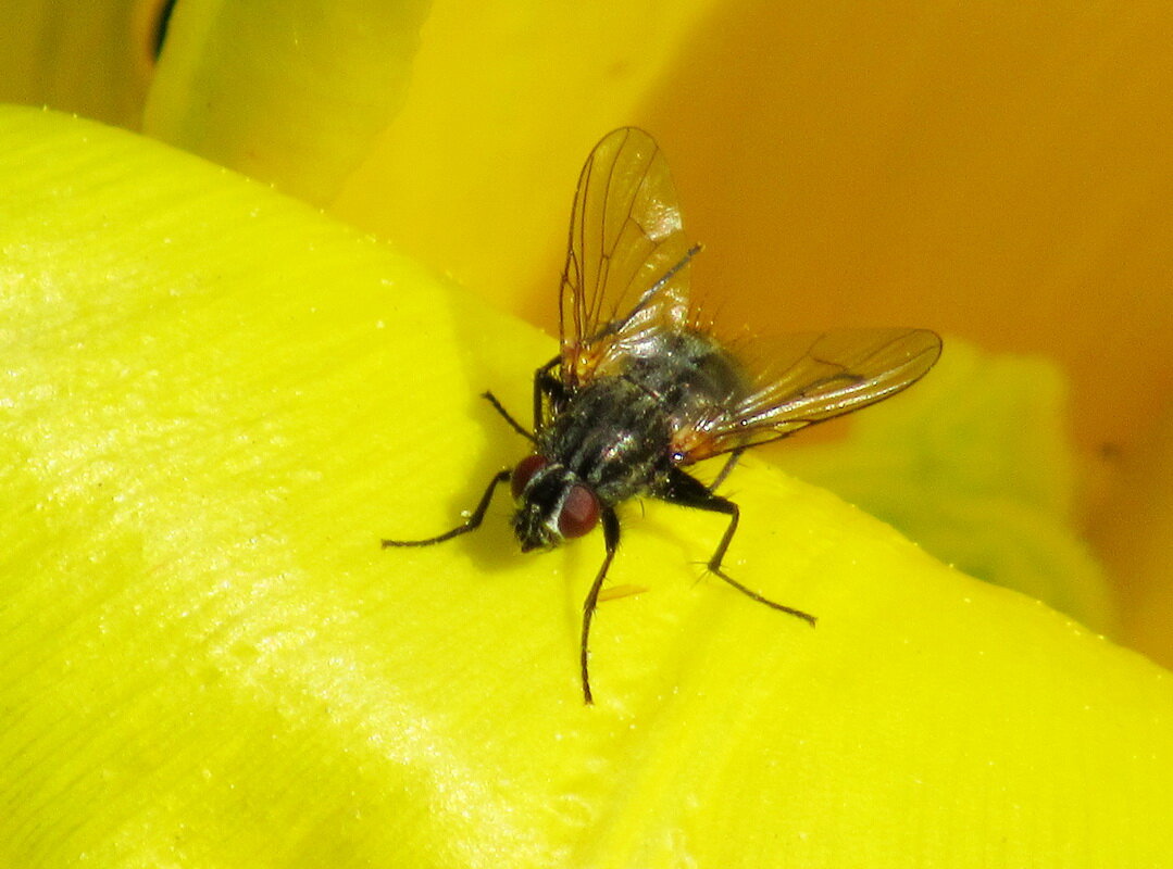 Муха чистит крылышки - Александр Чеботарь Муха чистит крылышки - Александр Чеботарь