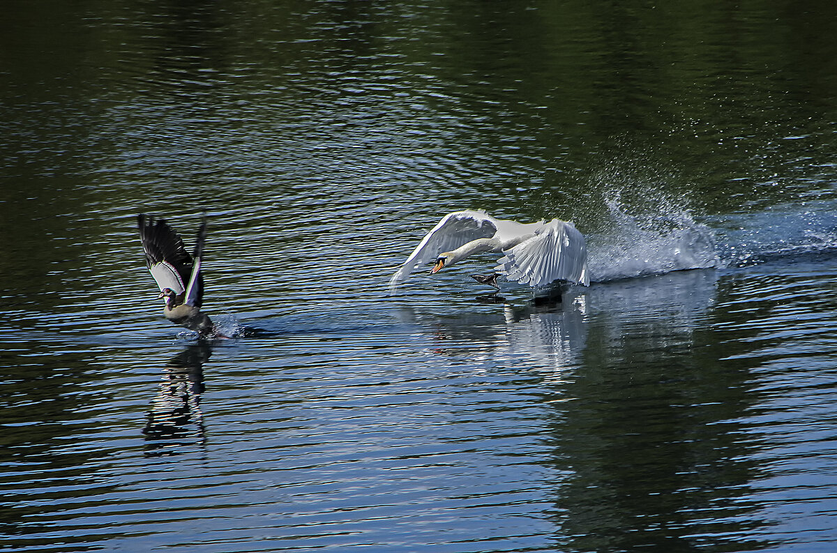 Прочь !! Это моя территория! - Alexander Andronik