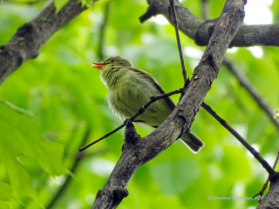 Зелёная пересмешка - Константин Ординарцев Зелёная пересмешка - Константин Ординарцев
