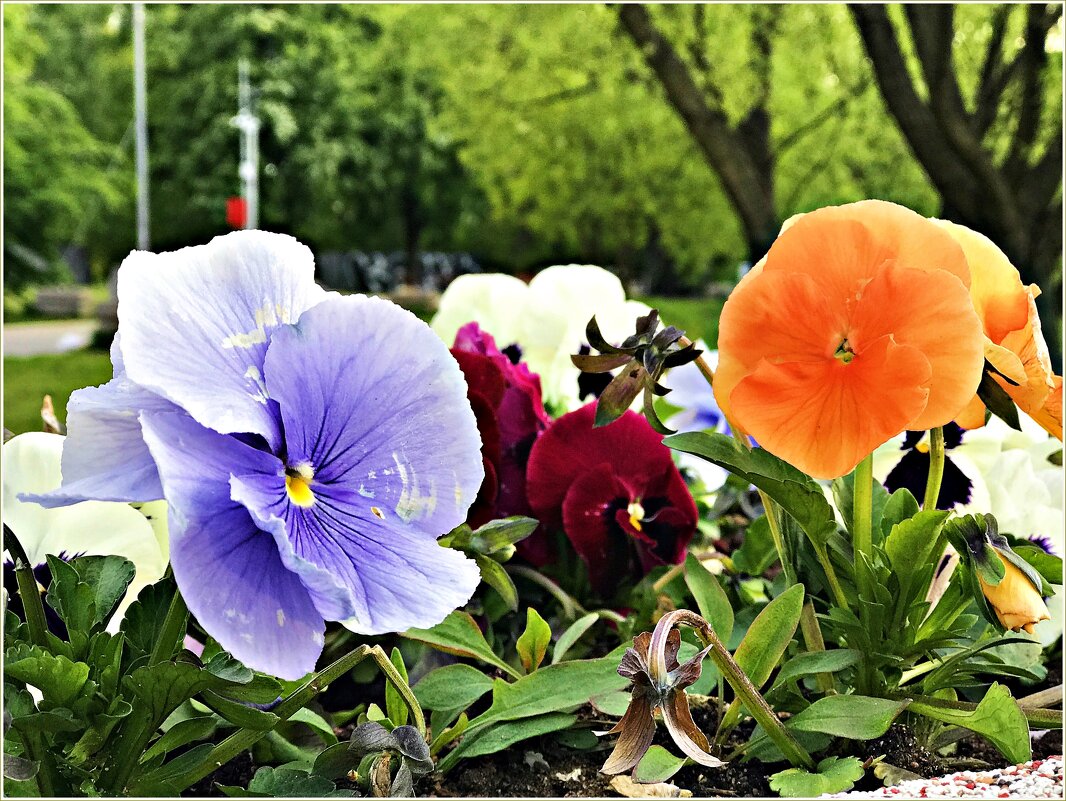 Анютки. - Валерия Комова Анютки. - Валерия Комова