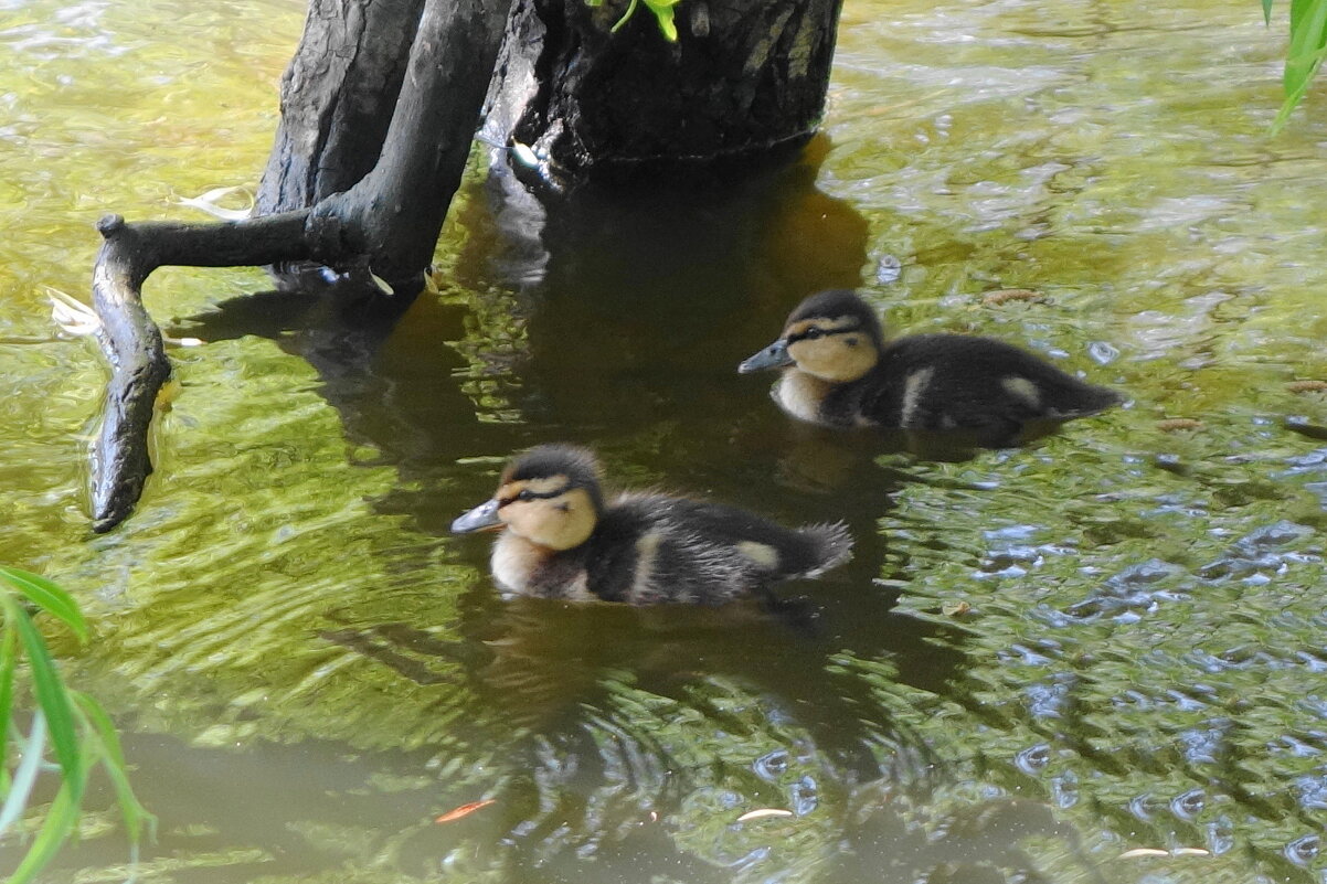 Утята - Маргарита Батырева Утята - Маргарита Батырева