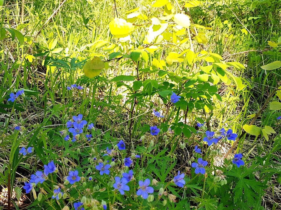 Скромные, но такие милые - Светлана 
