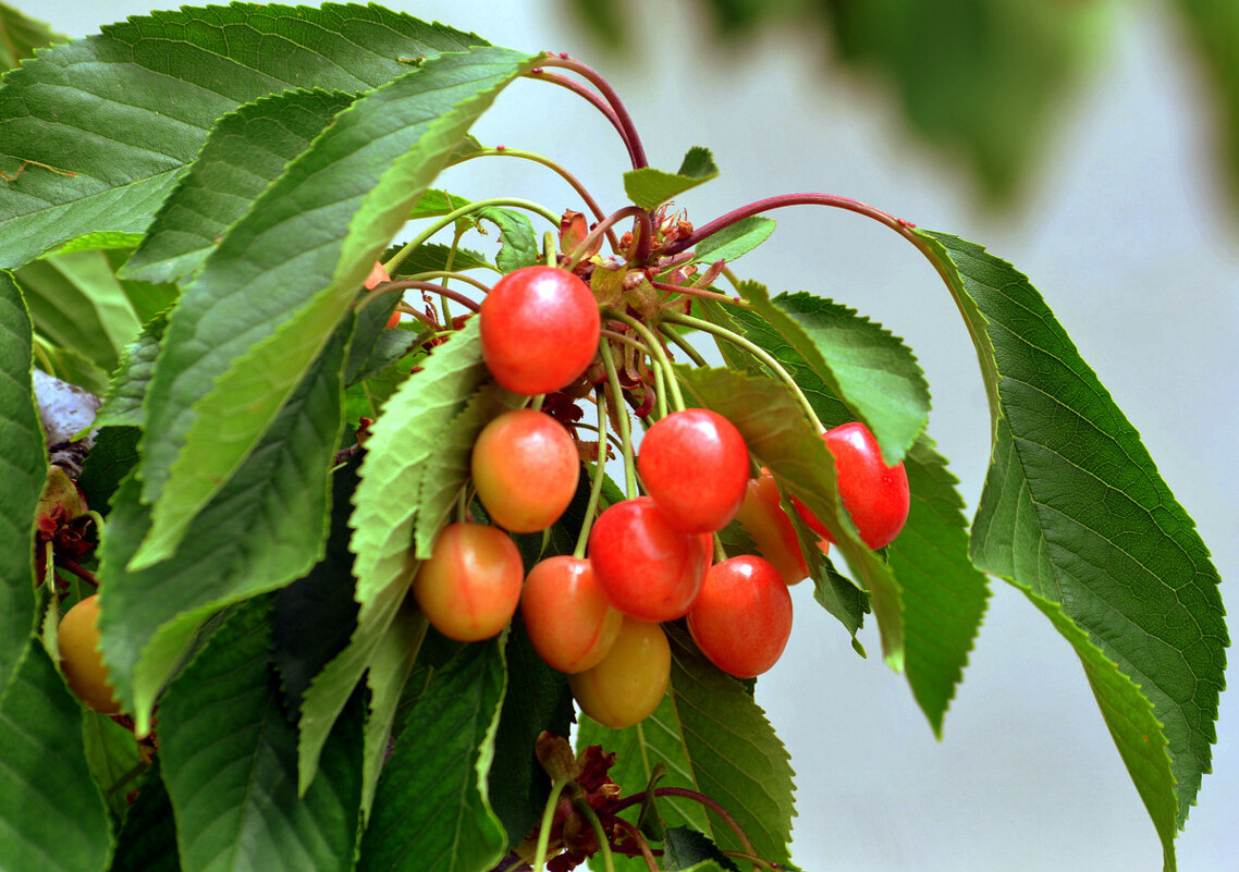 Плоды черешни - Ольга (crim41evp)