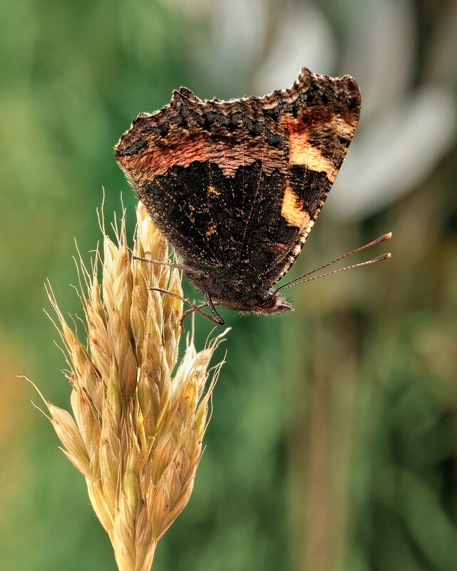 Крапивница (лат. Aglais urticae) - Bo Nik