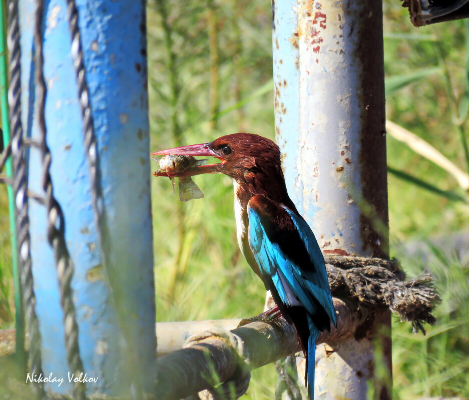 Зимородок с уловом - Николай Волков Зимородок с уловом - Николай Волков