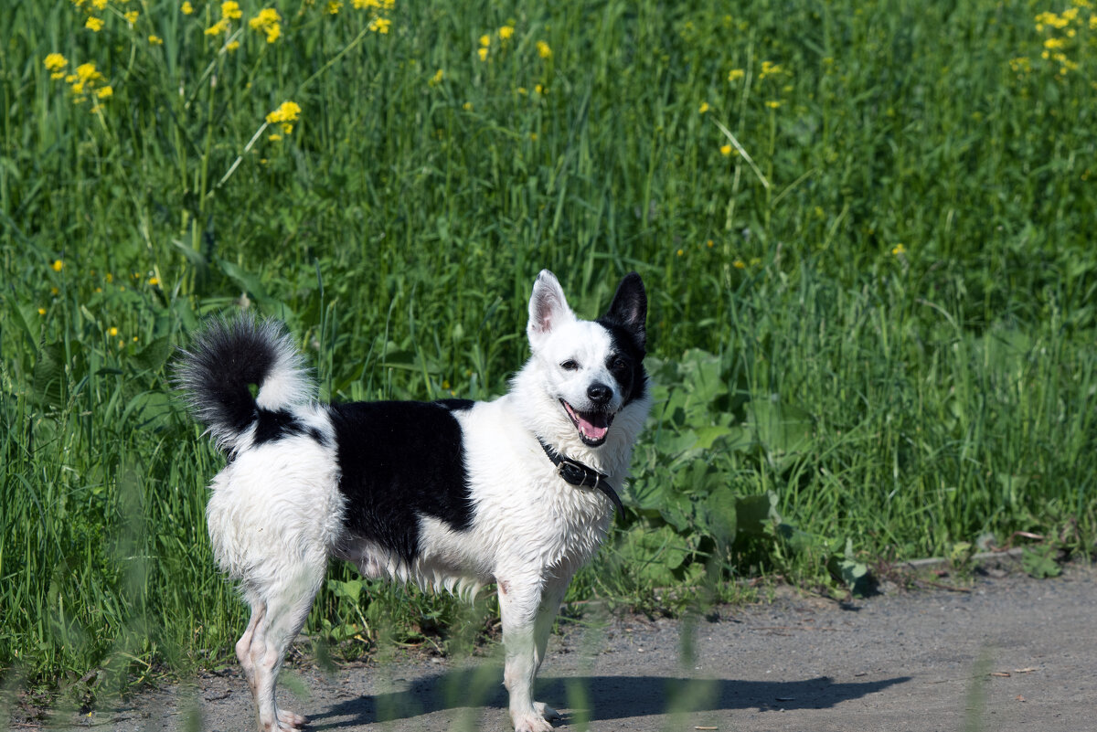Черное ухо. - Владимир Безбородов