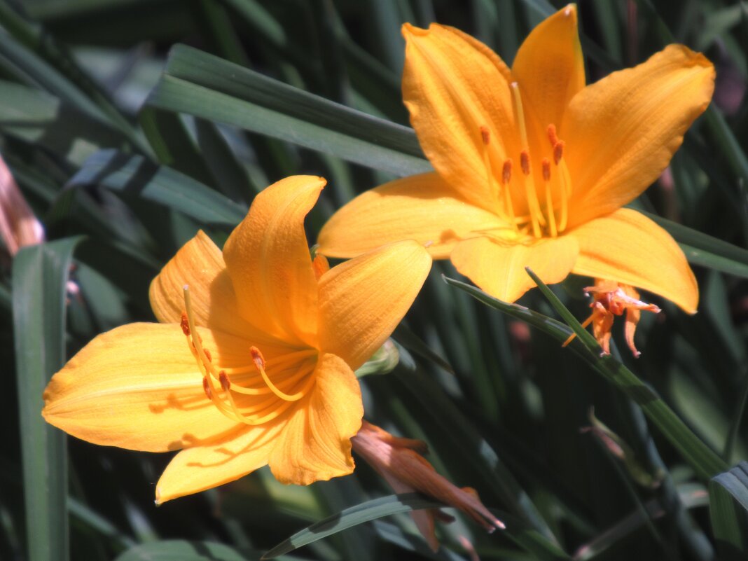 *** - Вячеслав Медведев