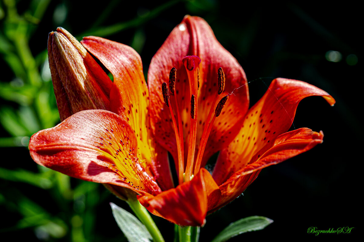 Лилия - Gambrinus Maroshkin