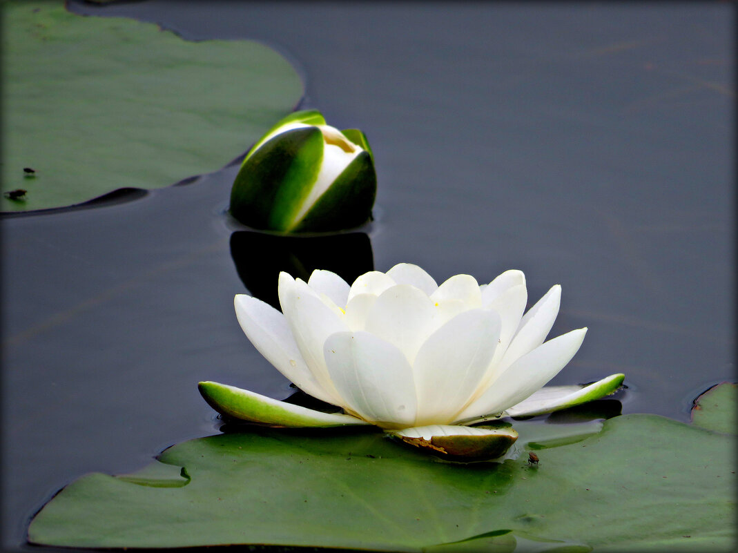 ............. - Ольга Митрофанова ............. - Ольга Митрофанова