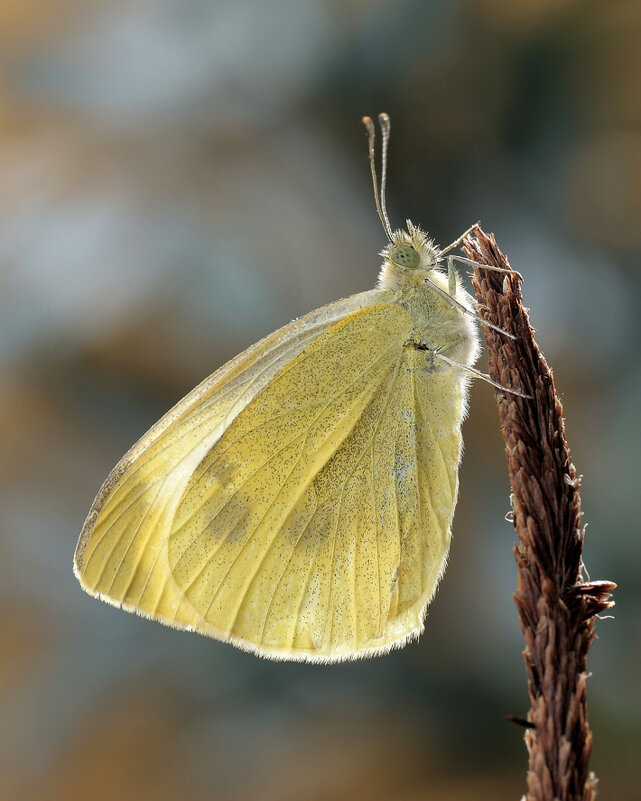 Капустница или белянка капустная (лат. Pieris brassicae) - Bo Nik