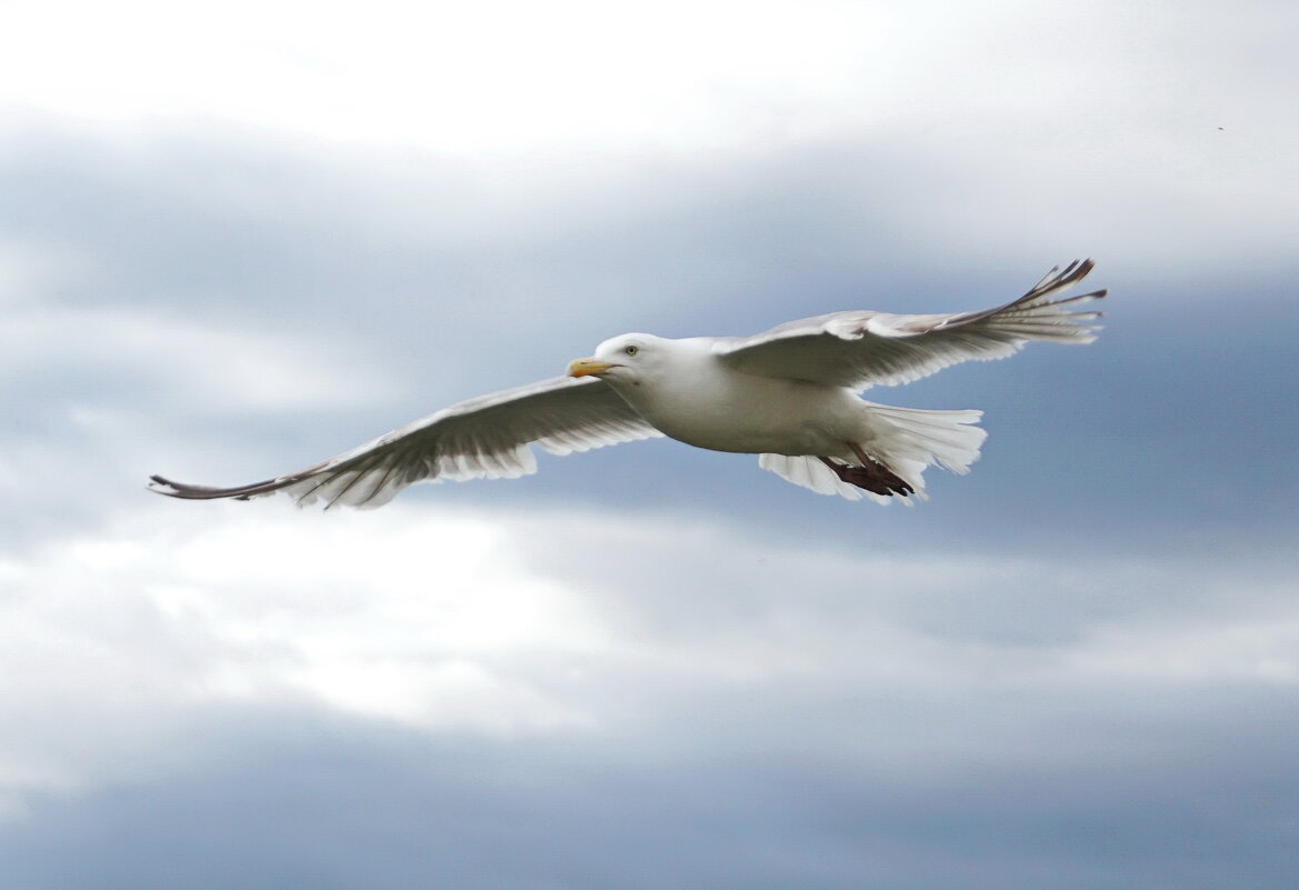 --- - Анна Приходько