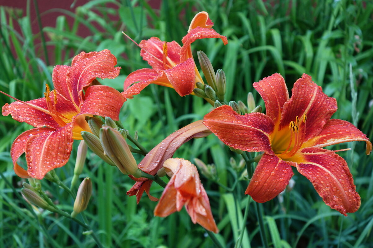 Лилии - Маргарита Батырева Лилии - Маргарита Батырева