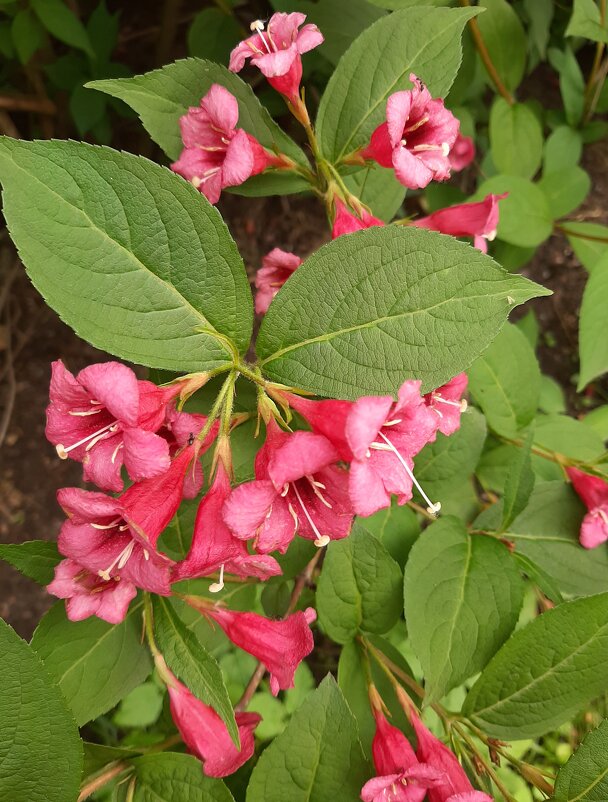 Вейгела - Елена Павлова (Смолова) Вейгела - Елена Павлова (Смолова)