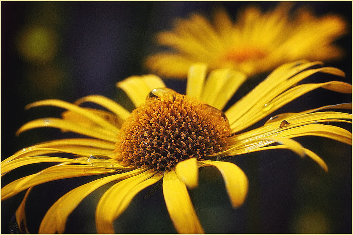 ЛЕТНИЙ ДОЖДЬ ... - OLEG SCH 