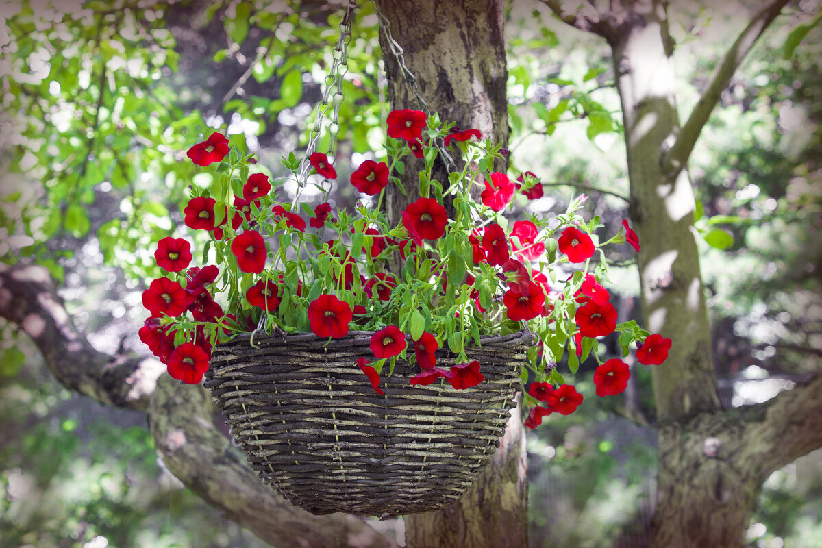 *** - Елена Елена