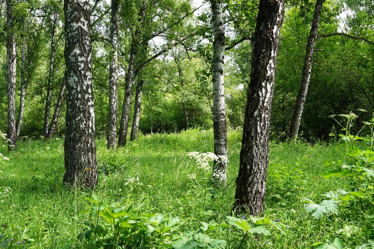 В роще - Лариса Рогова