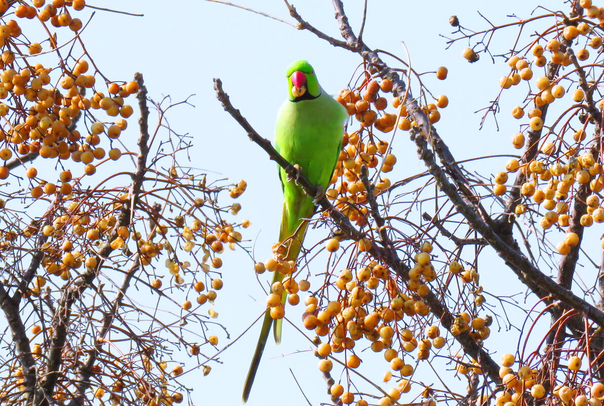 А-а и зелёный попугай.. - Николай Волков А-а и зелёный попугай.. - Николай Волков