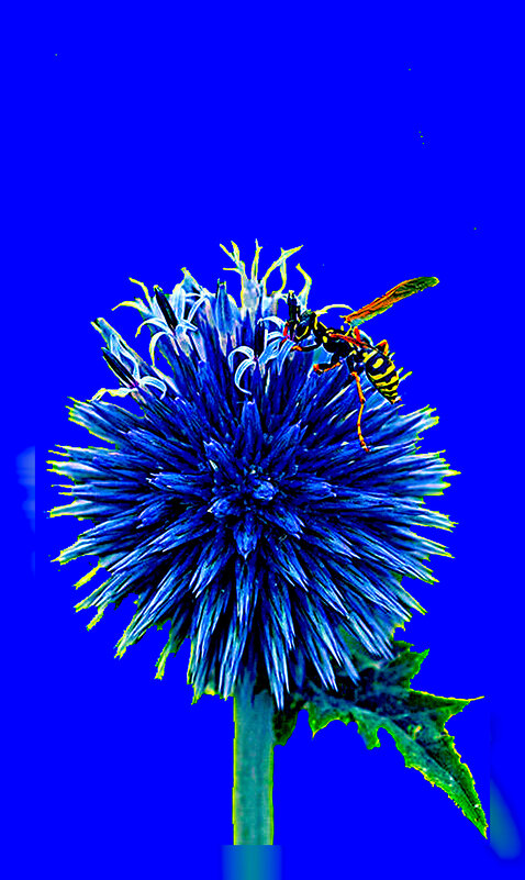 Любовь к колючкам - Владимир Хатмулин